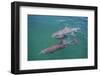 Dolphins-DLILLC-Framed Photographic Print