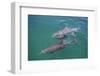 Dolphins-DLILLC-Framed Photographic Print