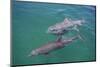 Dolphins-DLILLC-Mounted Photographic Print