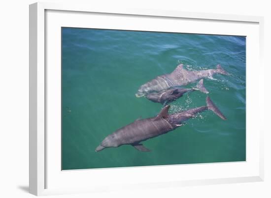 Dolphins-DLILLC-Framed Photographic Print