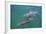 Dolphins-DLILLC-Framed Photographic Print