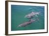 Dolphins-DLILLC-Framed Photographic Print