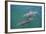 Dolphins-DLILLC-Framed Photographic Print