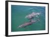 Dolphins-DLILLC-Framed Photographic Print