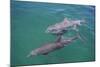 Dolphins-DLILLC-Mounted Photographic Print