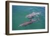 Dolphins-DLILLC-Framed Photographic Print