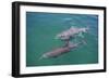 Dolphins-DLILLC-Framed Photographic Print