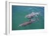 Dolphins-DLILLC-Framed Photographic Print