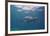 Dolphins-DLILLC-Framed Photographic Print