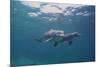 Dolphins-DLILLC-Mounted Photographic Print