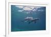 Dolphins-DLILLC-Framed Photographic Print