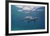 Dolphins-DLILLC-Framed Photographic Print