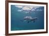 Dolphins-DLILLC-Framed Photographic Print