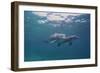 Dolphins-DLILLC-Framed Photographic Print