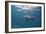 Dolphins-DLILLC-Framed Photographic Print