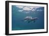 Dolphins-DLILLC-Framed Photographic Print