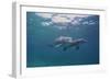 Dolphins-DLILLC-Framed Photographic Print