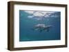 Dolphins-DLILLC-Framed Photographic Print