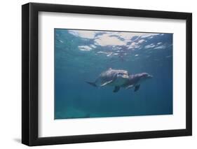 Dolphins-DLILLC-Framed Photographic Print