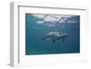 Dolphins-DLILLC-Framed Photographic Print