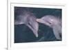 Dolphins-DLILLC-Framed Photographic Print