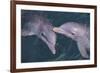 Dolphins-DLILLC-Framed Photographic Print