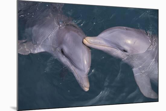 Dolphins-DLILLC-Mounted Photographic Print