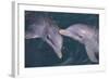 Dolphins-DLILLC-Framed Photographic Print