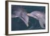 Dolphins-DLILLC-Framed Photographic Print