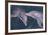 Dolphins-DLILLC-Framed Photographic Print