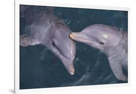 Dolphins-DLILLC-Framed Photographic Print