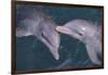 Dolphins-DLILLC-Framed Photographic Print