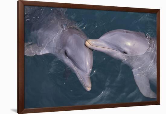 Dolphins-DLILLC-Framed Photographic Print