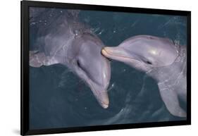 Dolphins-DLILLC-Framed Photographic Print