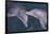 Dolphins-DLILLC-Framed Photographic Print