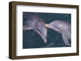 Dolphins-DLILLC-Framed Photographic Print