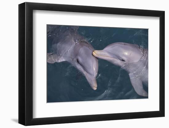 Dolphins-DLILLC-Framed Photographic Print