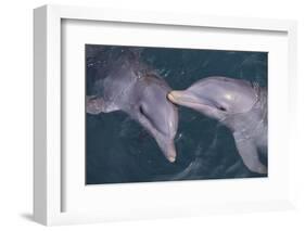 Dolphins-DLILLC-Framed Photographic Print