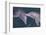 Dolphins-DLILLC-Framed Photographic Print