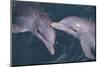 Dolphins-DLILLC-Mounted Photographic Print