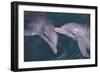 Dolphins-DLILLC-Framed Photographic Print