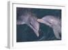 Dolphins-DLILLC-Framed Photographic Print