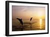 Dolphins-null-Framed Photographic Print