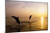 Dolphins-null-Mounted Photographic Print