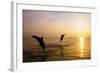 Dolphins-null-Framed Photographic Print