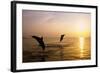 Dolphins-null-Framed Photographic Print