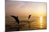 Dolphins-null-Mounted Photographic Print