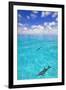 Dolphins-null-Framed Photographic Print