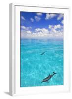 Dolphins-null-Framed Photographic Print