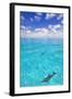 Dolphins-null-Framed Photographic Print